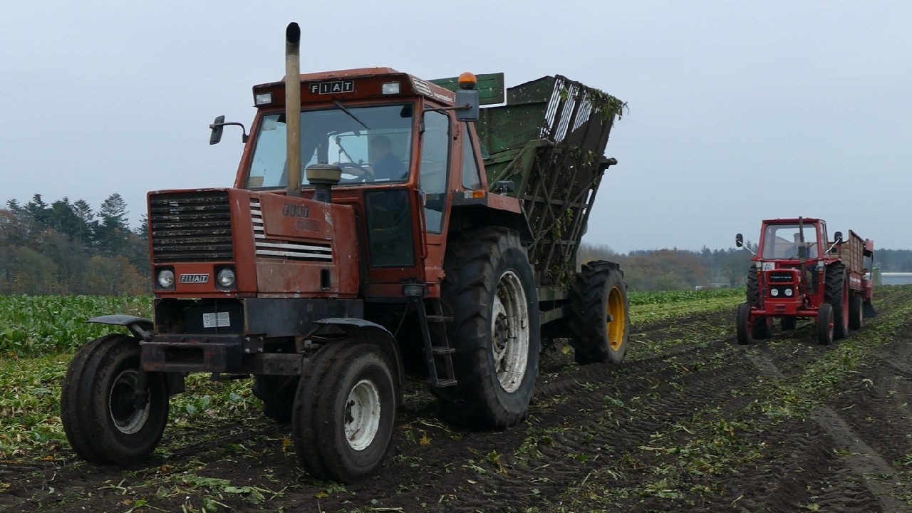 FIAT 1180DT Harvesting Sugar Beets