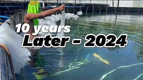 Nanobubble for nursery stage for shrimp post larvae