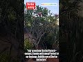 Dwarf Grafted Plumeria