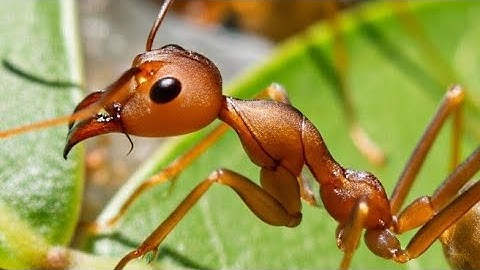 Weaver Ants: Green Architects of Tropical Forests