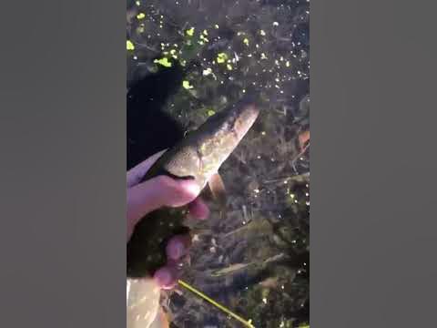 Щуренок🤩 - YouTube