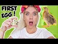 MY QUAILS LAID THEIR FIRST EGG & I GOT A NEW PET | NICOLE SKYES