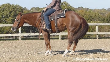 Fridaynightonaharley - LEAD Changes, SPINS, jog, lope, stops! - ValleyViewRanch.net