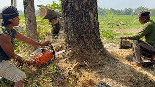 Download Lagu Cutting down two difficult trees‼️ MP3 Download Lagu Cutting down two difficult trees‼️ MP3