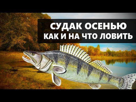 КАК И НА ЧТО ЛОВИТЬ СУДАКА ОСЕНЬЮ