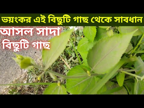 ভিডিও: কীভাবে গাছ এবং তাদের পাতা আঁকবেন