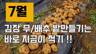 7월, 가을 김장 무, 배추 밭만들기는 