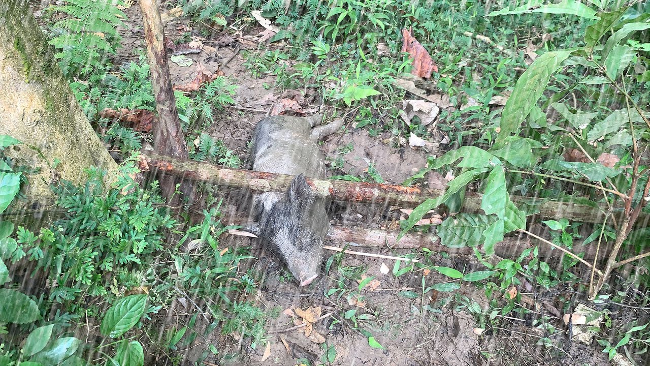 Full Video 360 Days Of Survival In The Forest Synthesize Wild Boar Trap 