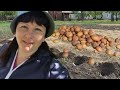 Вырастила картоху в соломе!