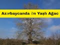 Azerbaycanda En Yasli Agac