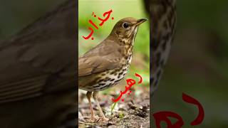 صوت سمن للصيد                    سمن  صيد  صوت السمن سمعها