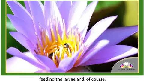 11 ACTION. Module 2 Video 6  Bees and their World