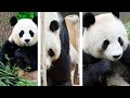 Fun  easy panda art ideas  bored panda art inspiration