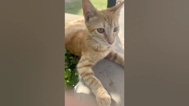 Watch the video about #cat #cute #pets #funny #catlover #chillcatmusic #cuteanimal