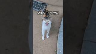 일주일 만에 다시 만난 공원냥들(중성화 수술 후) #cat #고양이 #길고양이 #중성화 #힐링 유튜브 #고양이 귀여운 영상 #귀여운 고양이 #shorts #kucing #cute