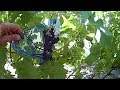 Сорт винограда Кодрянка настоящая и другая схожая по внешним признакам с первой