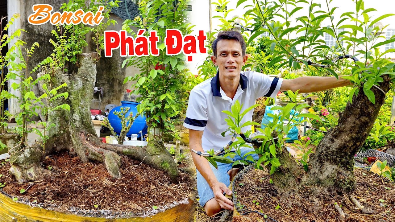 Sam Trái, Nguyệt Quế, Hồng Xiêm, Ngâu Khế Trang (lộc đầu năm dễ chơi 26/02) Bonsai Phát Đạt