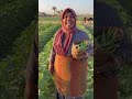 ما بأروحش الغيط البامية شوكتني البامية فلاحين ريف مصر Videoai 