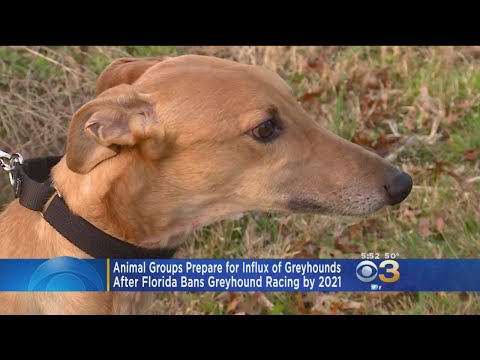 Video: Florida Memilih Untuk Melarang Balap Greyhound