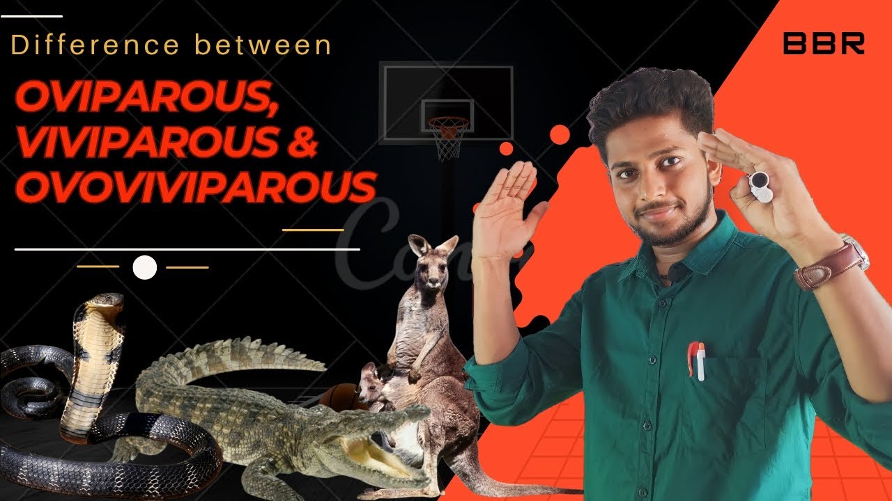Difference between oviparous, viviparous and ovoviviparous ...