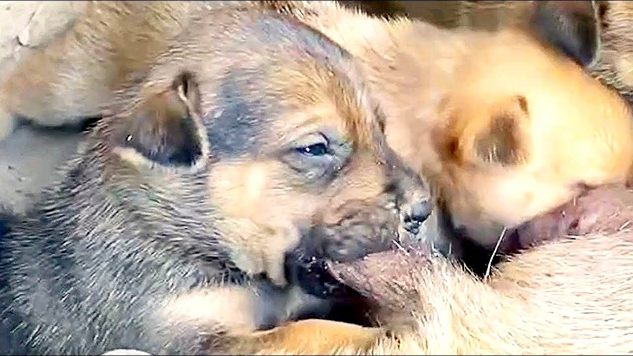 #cute 2Days-Old-Puppies_Newborn🐕🐕Drinking Milk & Breastfeeding Mom🥰🥰 #puppy #cute #doglover #dog