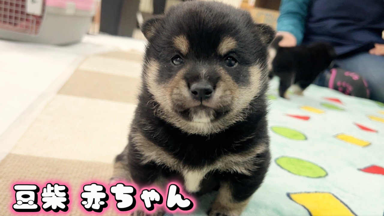 【豆柴犬】ヨチヨチ、あむあむ、みーみー、ガウガウ…🐶“子犬と癒し”まめしば亭ブログvlog