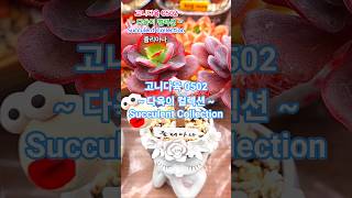 #다육이컬렉션 260502 #succulentcollection #succulents #succulentgarden #고니다육 #다육이모음 #다육이 #임영웅 #별빛같은내사랑아