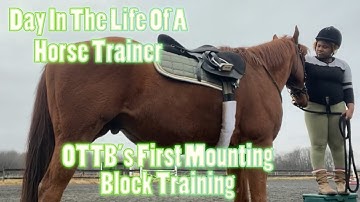 Day In The Life Of A Horse Trainer: OTTB