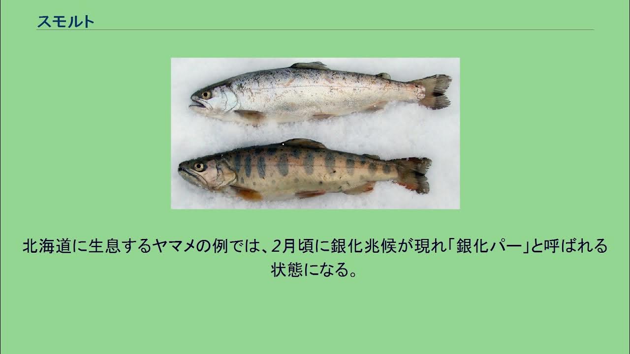 スモルト YouTube