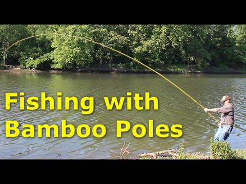 Fishing with 30' bamboo poles - pole fishing for carp 