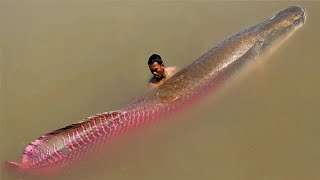 Download Lagu Jangan Pelihara Monster Sungai ! - 7 Ikan Paling Berbahaya Di Dunia MP3