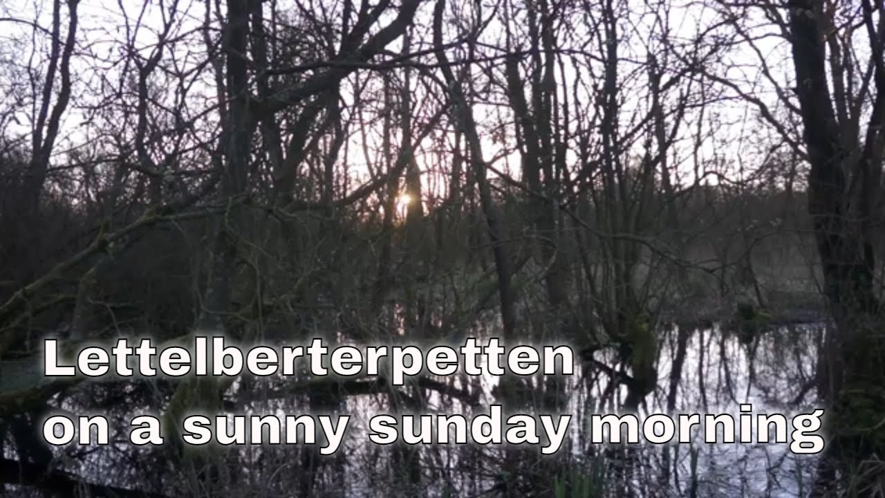 Tranquil Nature Walk And Forest Bathing In Lettelberterpetten tranquil-nature-walk-and-forest-bathing-in-lettelberterpetten