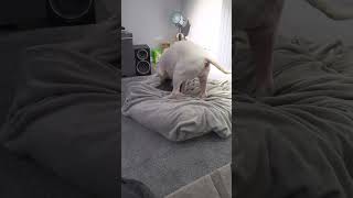 Lily The English Bull Terrier Making Here Bed