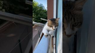You Won’t Believe How Cute These Animals Are 🥹🐾 | #cute #funny #animals
