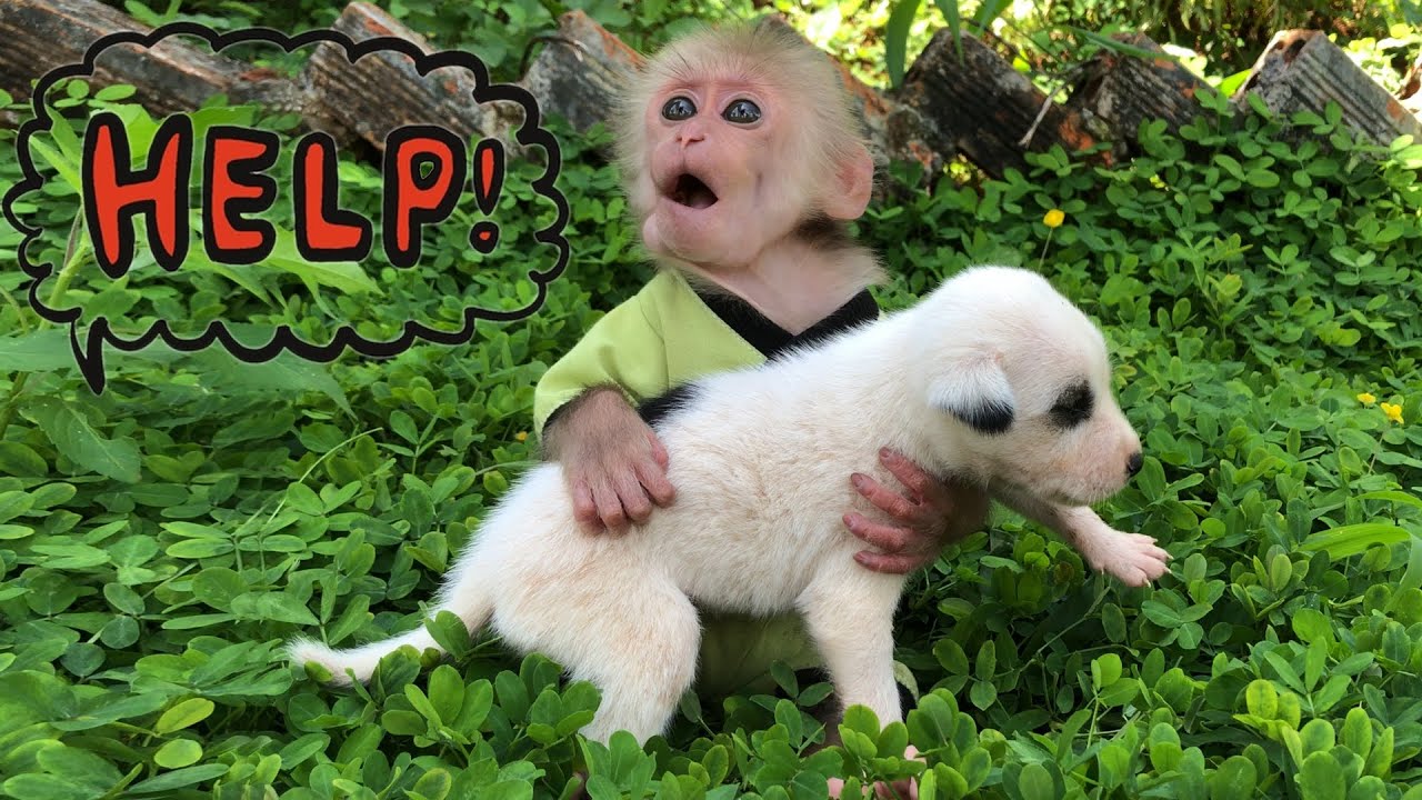 Monkey Bon knows how to take care of puppies and doesn't want to leave them - Full version