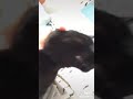 Black cat bring good luck - YouTube