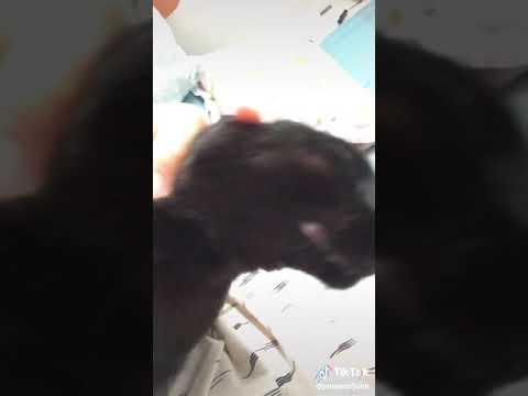 Video: Black Cat In The House - Bad Luck Or Good Luck