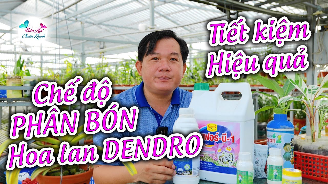CHẾ ĐỘ PHÂN BÓN CHĂM SÓC HOA LAN DENDRO ĐÚNG CÁCH #chamsochoalan
