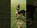 dog lovers