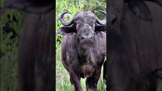 Chatar Patar Gatar Gatar