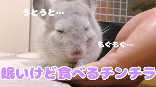 眠いけど、ごはんが食べたいチンチラが可愛すぎる！Sleepy chinchillas want to eat food.