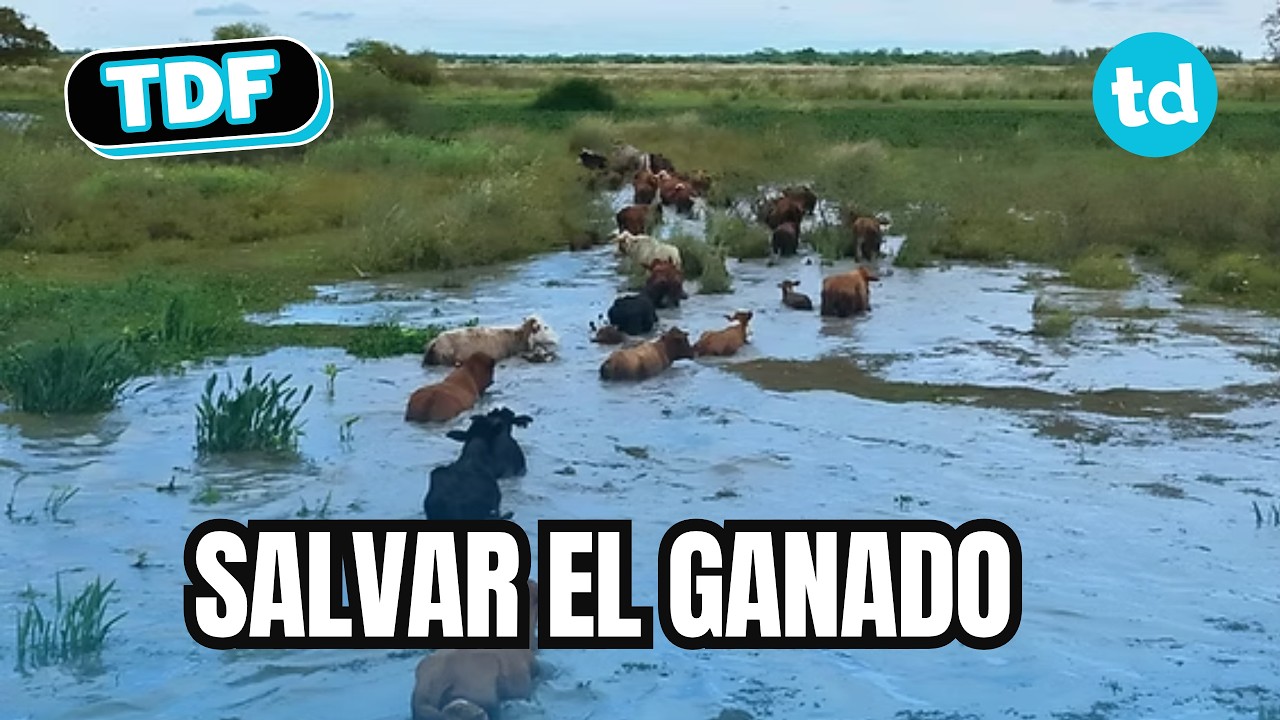 ►Éxodo ganadero en el Litoral por el fenómeno de El Niño