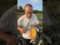 The joy of picking the first ripe pineapple in the garden is unique | Sweet pineapple 🍍🍍#fruit