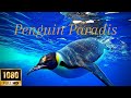 Antarctica Penguin Paradis 🐧Music Relaxation Piano