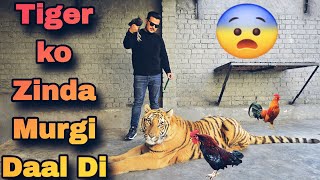 Tiger ko Aj Zinda Murgi Daal Di | Tiger Eats Innocent Hen | Nouman Hassan |