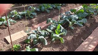 COMO CRECEN LAS VERDURAS DEL HUERTO EN OCTUBRE