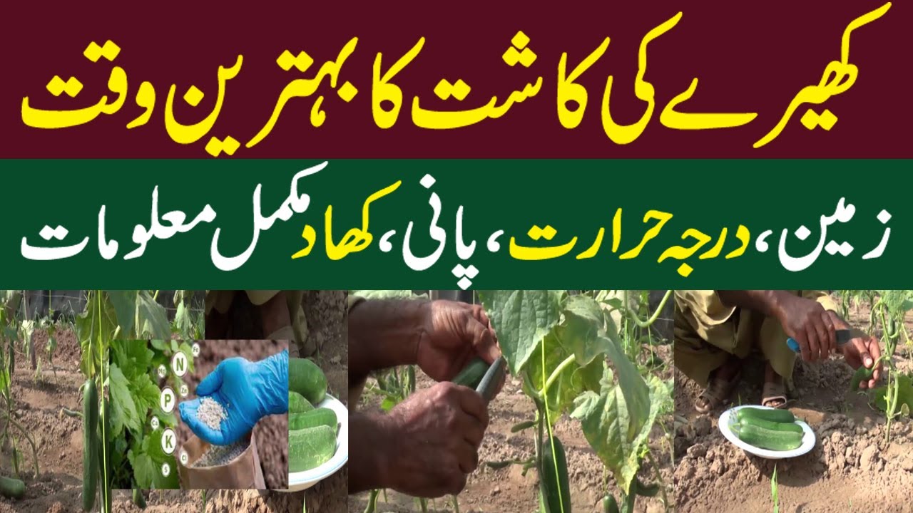 Cucumber Cultivation in Pakistan | Best Time Cucumber Cultivation || Kissan Pakistan