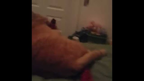 Simba with his new catnip toy