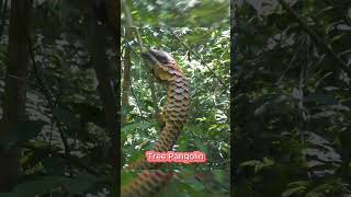 Natures Beautiful Animal Evolution