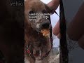 Sick dog on the US-Mexico border - full rescue video: www.HopeForPaws.org 😰